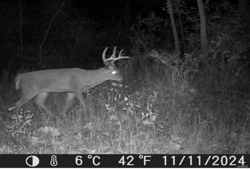 Bucks cruising the timber this year.