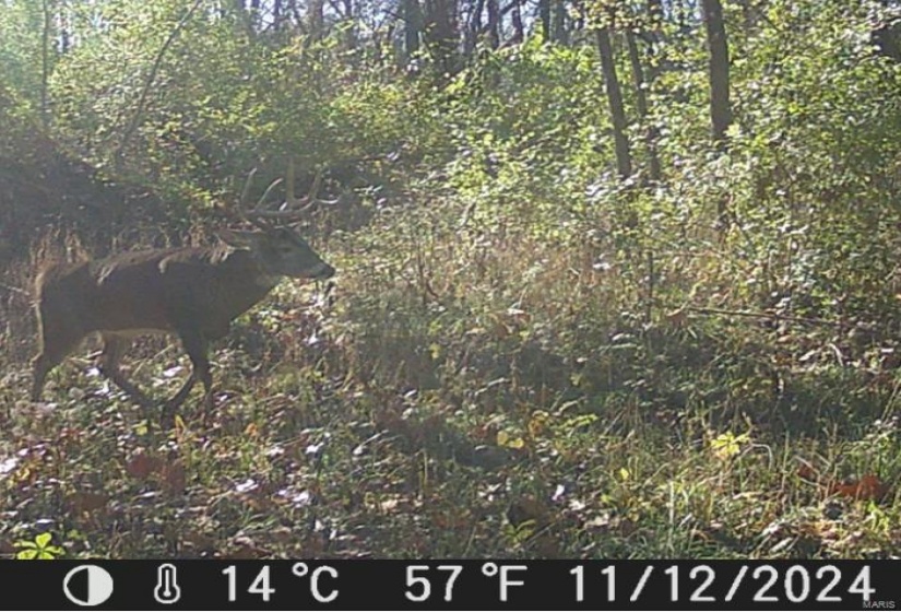 Bucks cruising the timber this year.