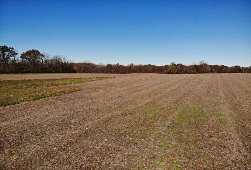 View of field.